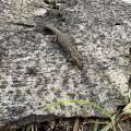 small_img_3579.jpg