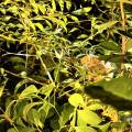 small_img_3701.jpg