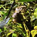 small_img_3705.jpg