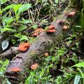 small_img_4252.jpg