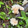 small_img_4254.jpg