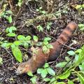 small_img_4271.jpg