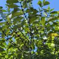 small_img_4355.jpg