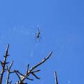 small_img_4579.jpg