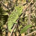 small_img_4601.jpg