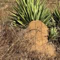 small_img_4695.jpg