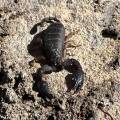 small_img_4833.jpg