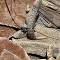 small_img_4837.jpg