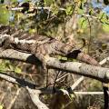 small_img_5144.jpg