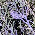 small_img_5220.jpg