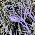 small_img_5221.jpg