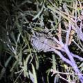 small_img_5223.jpg