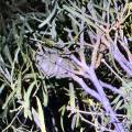 small_img_5224.jpg