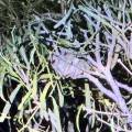 small_img_5225.jpg
