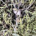 small_img_5229.jpg